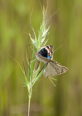Two butterfly on natureの写真素材