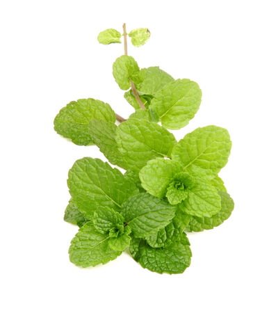 Fresh mint close up on whiteの写真素材