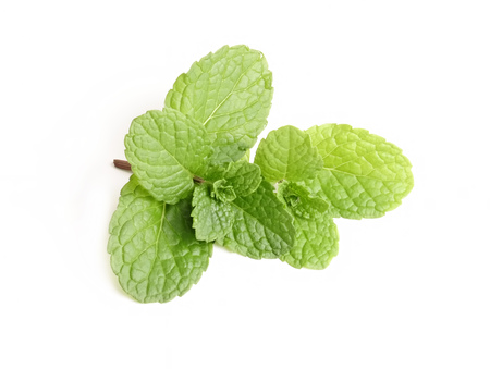 Fresh mint close up on whiteの写真素材