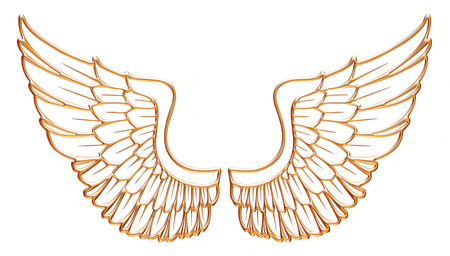 Golden eagle wing isolated on white background.の写真素材