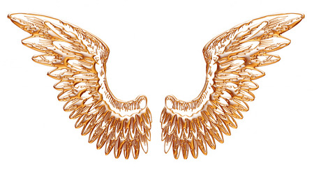 Golden eagle wing isolated on white background.の写真素材