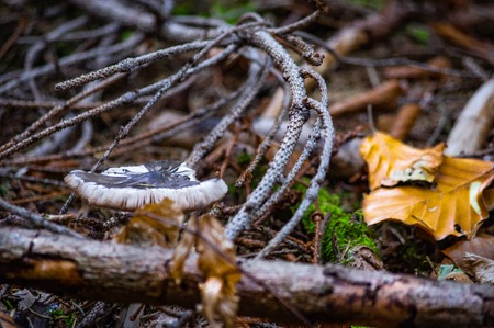 mushroom in the forestの写真素材
