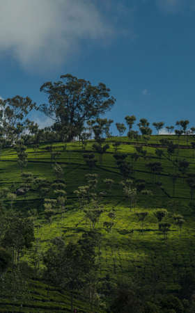 Estates of Nilgiris