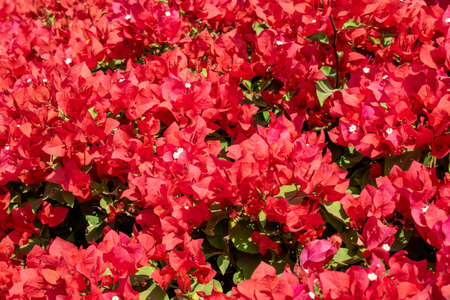 beautiful red flower