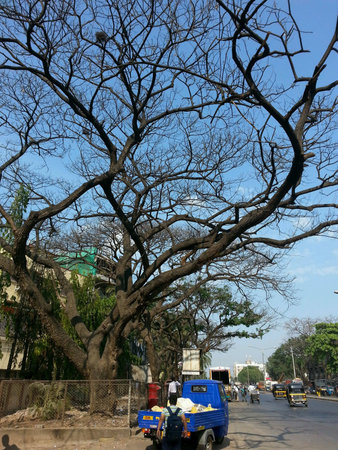 Tree with no leaves.