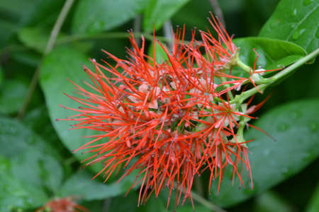 Red Flowers