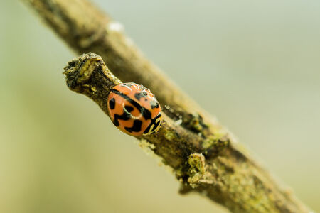 Garden lady bugs in the morning cleaning themselves on a plant branch.の写真素材