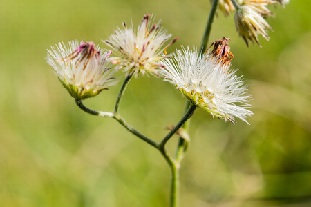 Various type of grass has their own bloomed flower.
