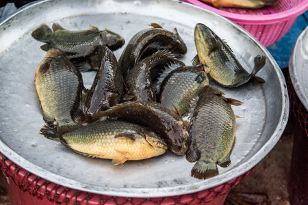 Living climbing perch fishes in Thai urban village market on March 6, 2014 in Nakornsrithammarat, Thailand.のeditorial素材