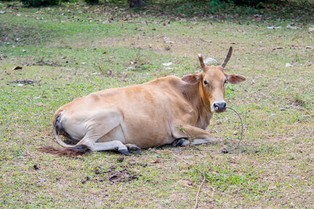 A Thai native breed cow in a grass field.の写真素材