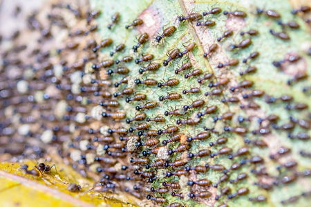 Black termites evacuate to a new place in a rain forest.
