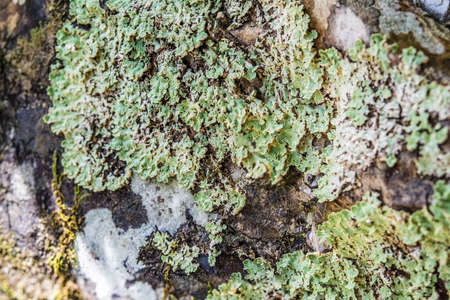 Lichen on a cliff in a rain forest of Thailand.の写真素材