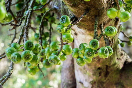 Wild berries under a branch nearby a waterfalls.
