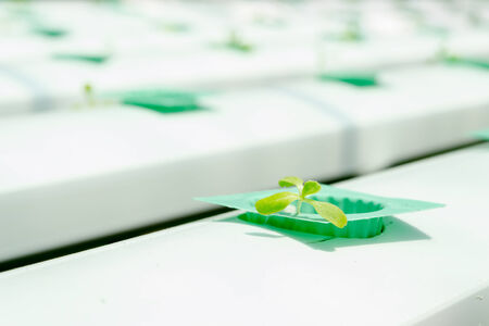 An inside from a greenhouse of hydroponic red oak.の写真素材