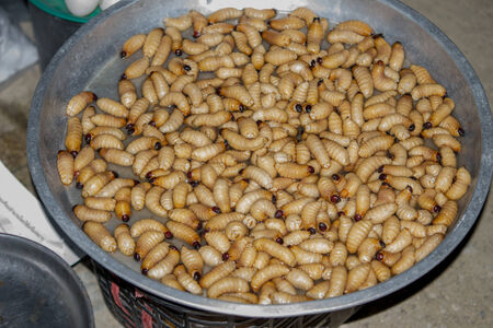 Red palm weevil in Thai urban village market on March 6, 2014 in Nakornsrithammarat, Thailand.のeditorial素材