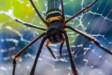 A golden orb web spider on a cobweb in a forest.の写真素材