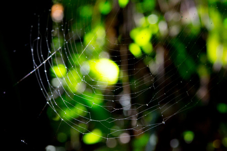 A spider's cobweb in a rain forest of Thailand.