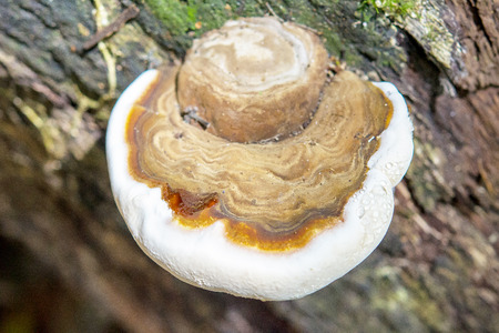 Mushroom on a timber in a rain forest.