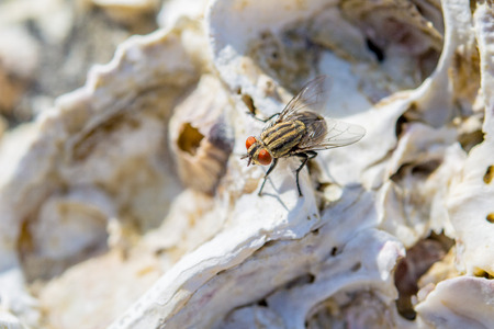 Housefly on a dead coral at Thailand beach.の写真素材