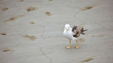 Funny photo of seagull walking on the dry land of the beach.