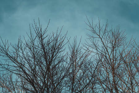 Dry branches of trees in a dramatic stormy sky. Storm concept.