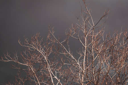 Dry branches of trees in a dramatic stormy sky. Storm concept.