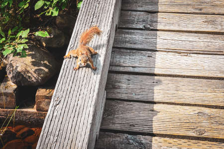 Funny photo of squirrel on a bridge on a sunny day in the Mauricie National Park, Canada.の写真素材
