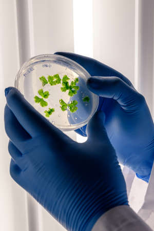Scientific handling cultures in petri dishes in bioscience laboratory refrigerator. Concept of...