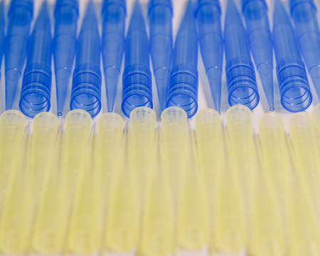 Blue and yellow universal laboratory pipet tips. Laboratory and science material concept.の写真素材