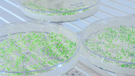 Close-up of cultures in petri dishes in bioscience laboratory refrigerator. Concept of science, laboratory and study of diseases.の写真素材
