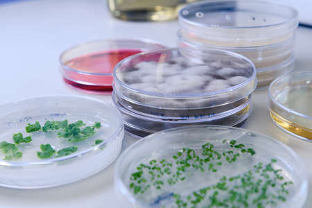 Microbiological culture in a petri dish for pharmaceutical bioscience research. Concept of science, laboratory and study of diseases. Coronavirus (COVID-19) treatment developing.の写真素材