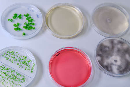 Culture in a petri dish for pharmaceutical bioscience research. Concept of science, laboratory and study of diseases. Coronavirus (COVID-19) treatment developing.の写真素材
