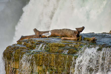 Close-up of the United States side of the waterfall, with a gull and a trunk on the edge of the fall. Concept of nature and wildlife.. Niagara Falls, Canada United States of Americaの写真素材