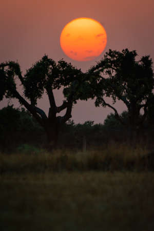 Silhouette trees during a breathtaking sunset in the evening in Spanish Dehesa, Salamanca, Spainの写真素材
