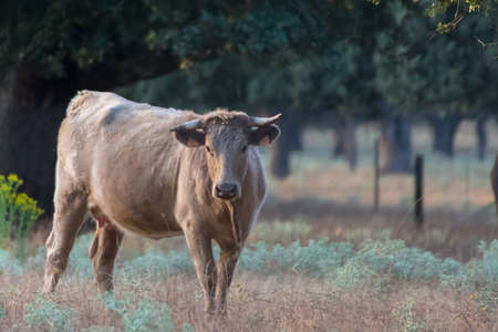 Closeup of a Charolais cattle surrounded by trees in Spanish Dehesa, Salamanca, Spainの写真素材