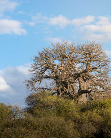 Baobab tree (Adansonia) with blue sky and clouds. Arusha, Tanzania. Africa.