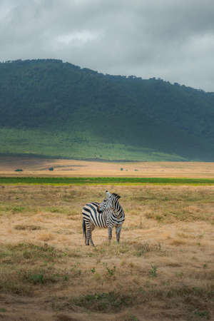 Isolated zebra (Equus zebra) at grassland conservation area of Ngorongoro crater. Wildlife safari concept. Tanzania. Africaの写真素材
