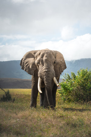 Isolated large adult male elephant (Elephantidae) at grassland conservation area of Ngorongoro crater. Wildlife safari concept. Tanzania. Africaの写真素材