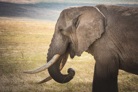 Close -up Isolated large adult male elephant (Elephantidae) at grassland conservation area of...