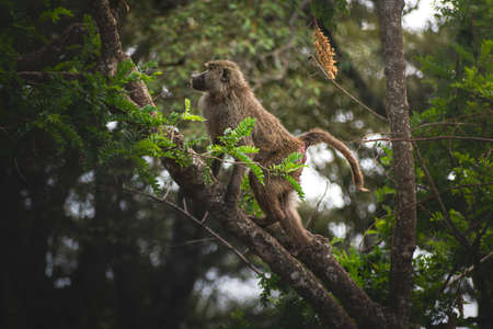 Young male baboon walking along a branch in the jungle. Ngorongoro Tanzania Africaの写真素材
