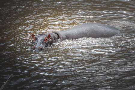 Hippo portrait in the Mara river. Safari concept. Maasai Mara Kenya Tanzaniaの写真素材