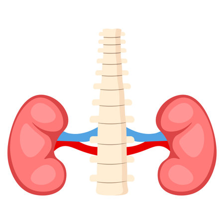 Human kidney icon in flat style isolated on white background. Anatomy symbol vector illustration.のイラスト素材