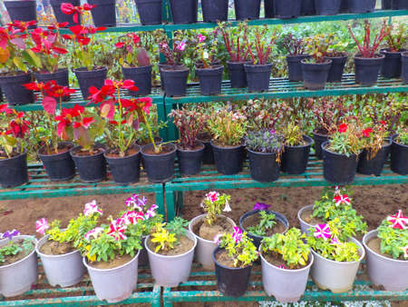 Close up of Potted plants on display in a nurseryの写真素材