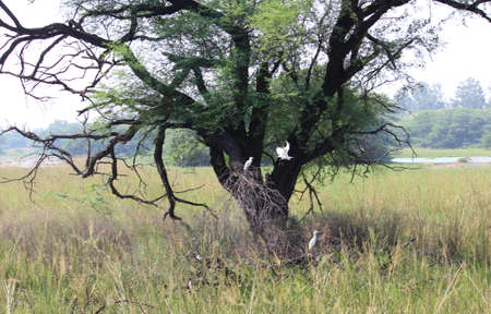 Birds at Sultanpur National Park