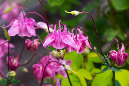 Violet flowerの写真素材