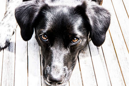 Dogの写真素材