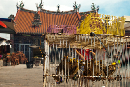 Yellow birds in front of a chinese temple on Penangの写真素材