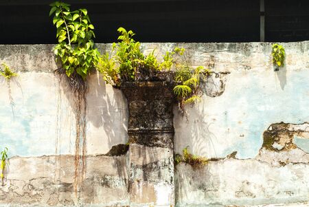 Small tree growing on wallの写真素材