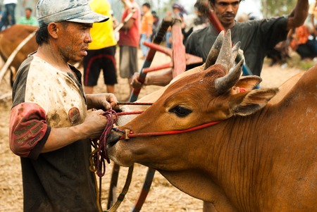 Batusangkar, Indonesia, August 29, 2015: Man holding cow at bull race Pacu Jawi, West Sumatra,のeditorial素材