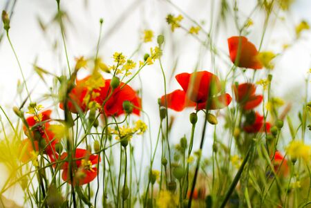 Red poppy surrounded by yellow flowersの写真素材
